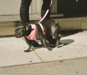 How to Train Your Dog to Walk on a Leash