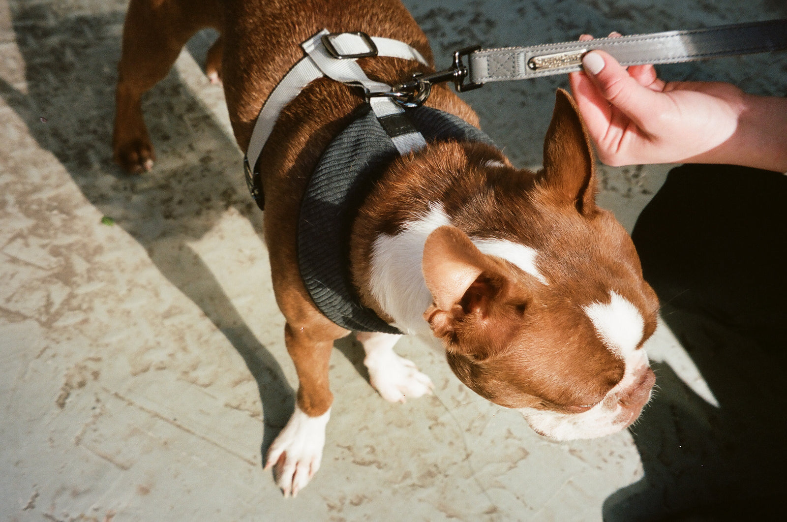 To Harness or Not to Harness