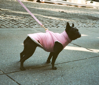 Bringing your new dog home