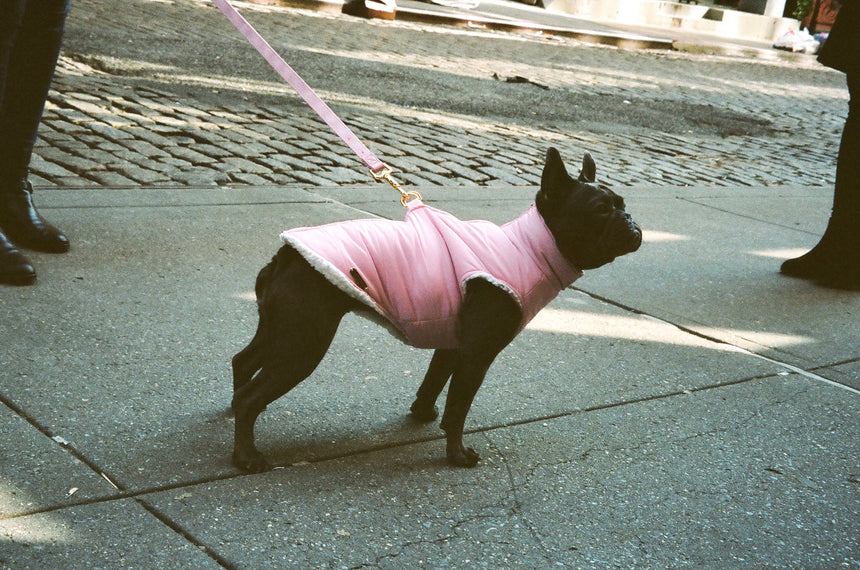 Thinking of Pet Insurance?