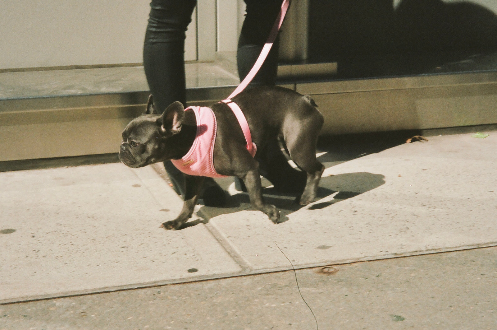 How to Train Your Dog to Walk on a Leash