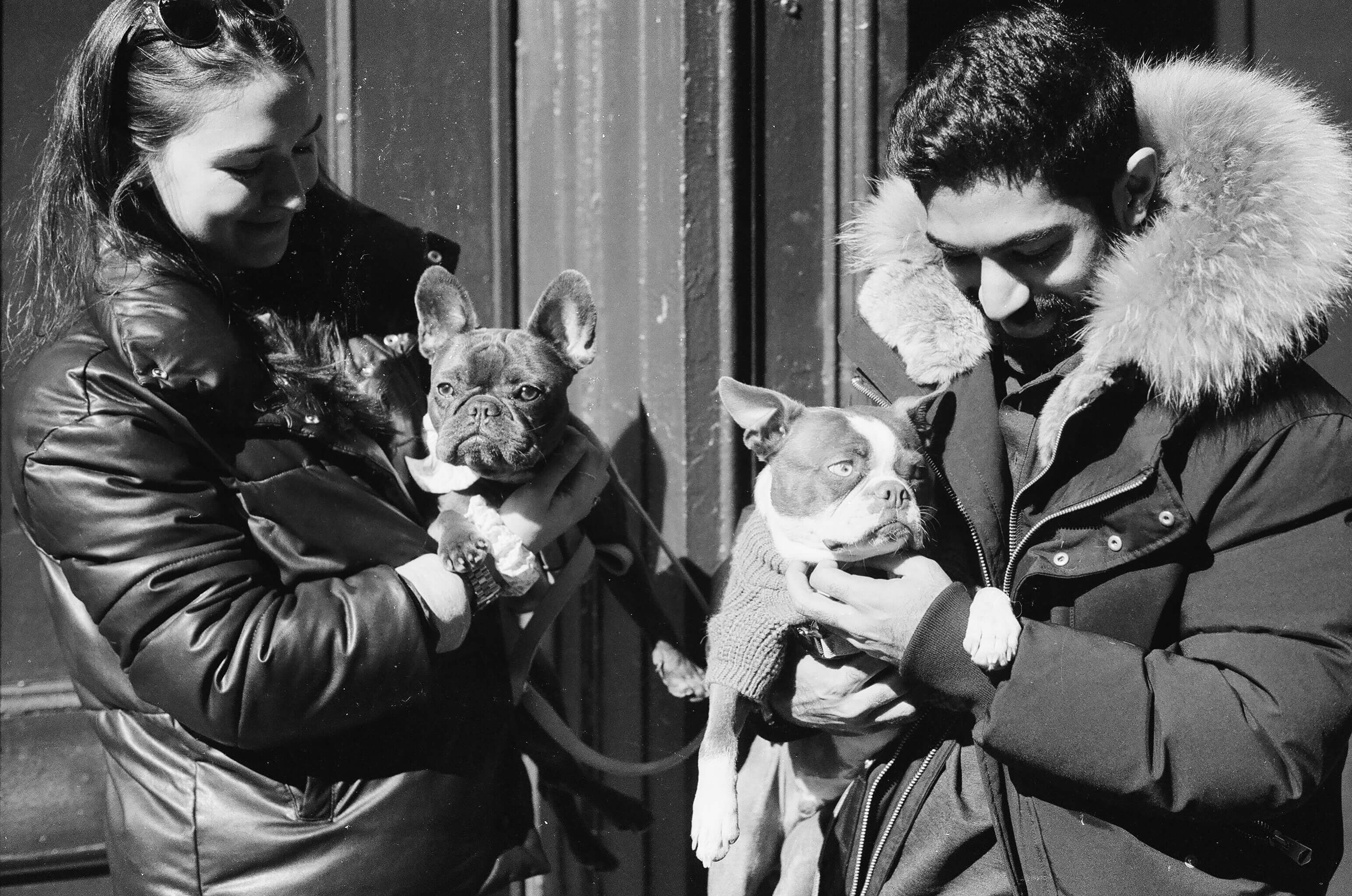 Tips for Adopting Dogs