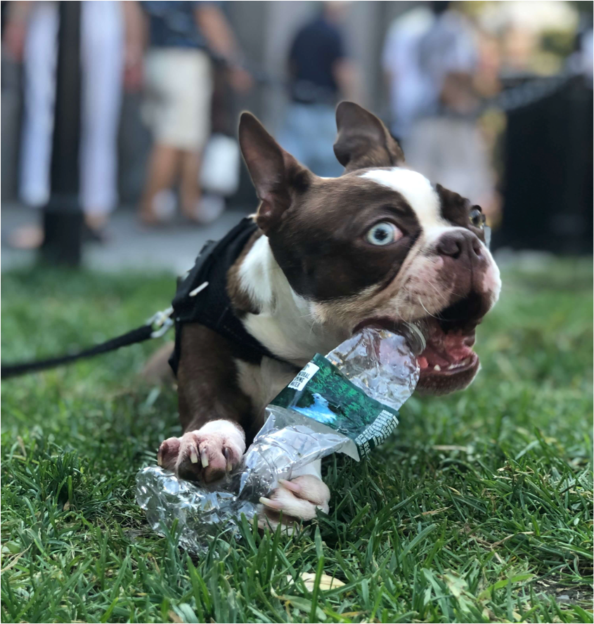 Thinking of Pet Insurance?