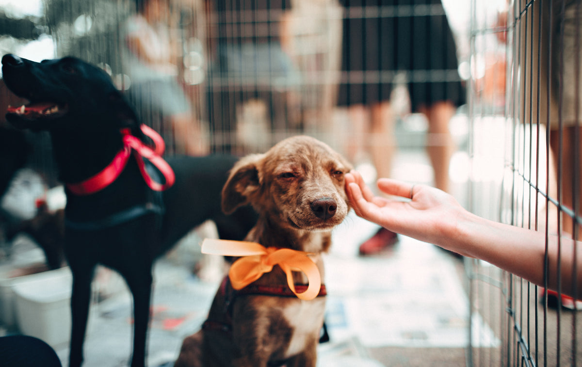 Top reasons to adopt your next dog. Shelter vs Breeder.