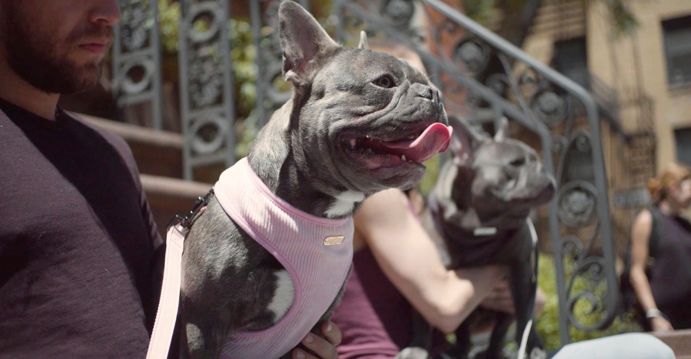 French Bulldog with Knitted Turtleneck Sweater