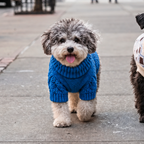 Mutt Turtleneck Sweater