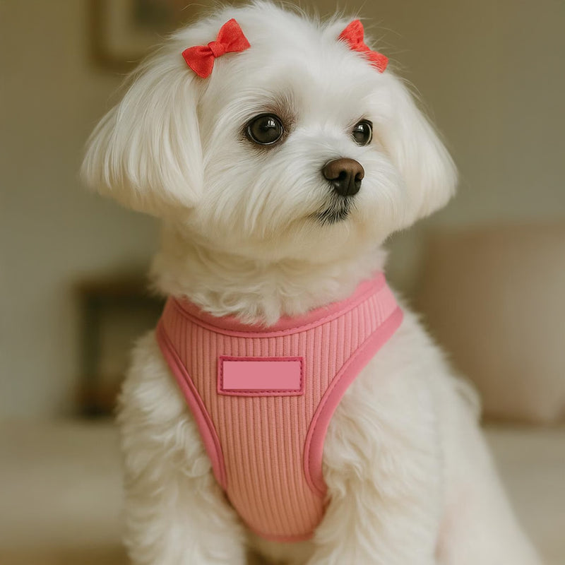 Collars, Harnesses & Leashes