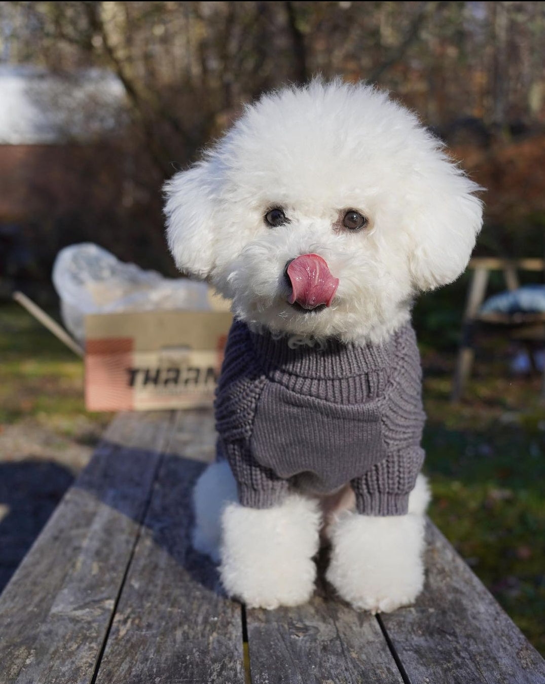 White sales dog sweater