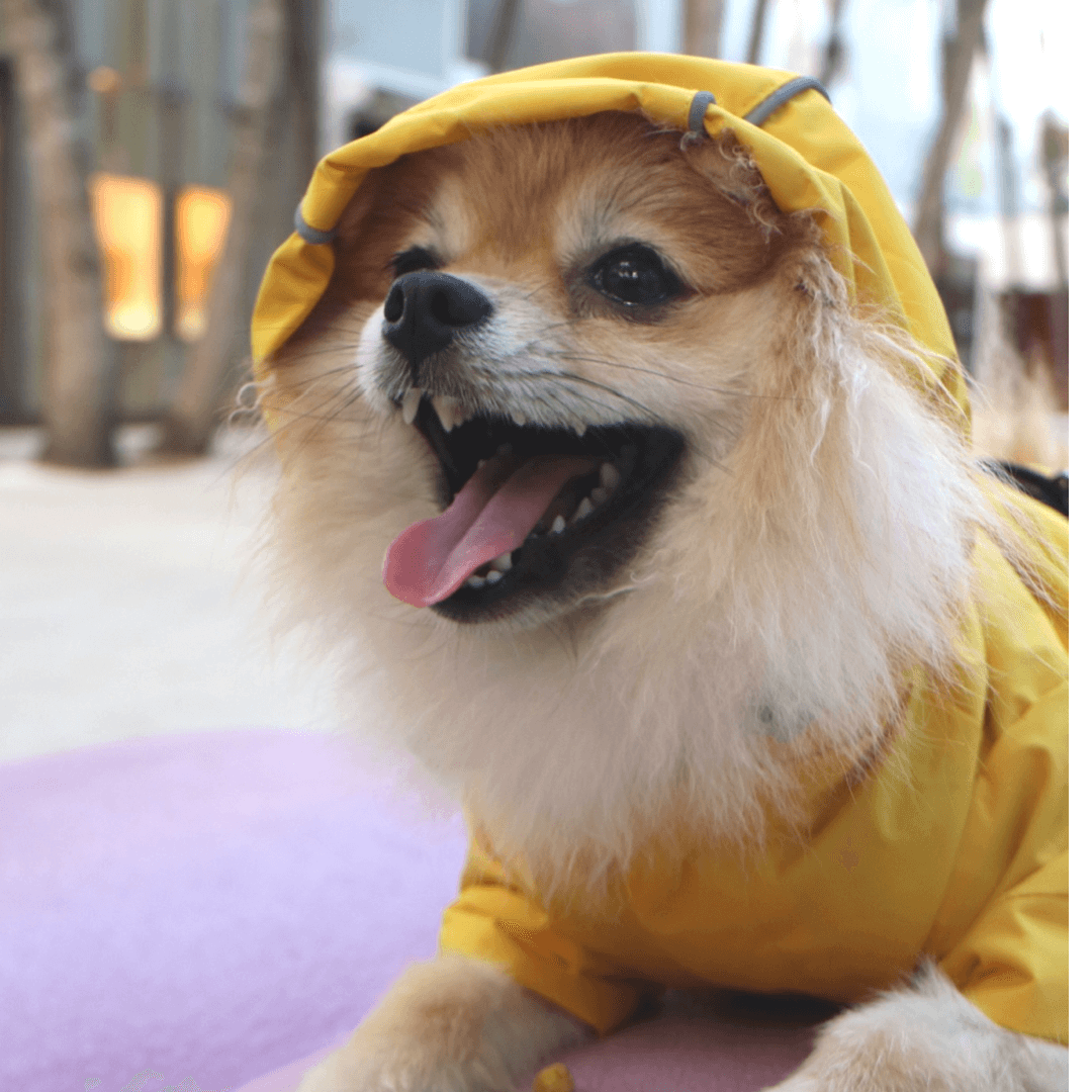 Yellow reflective rain jacket sale