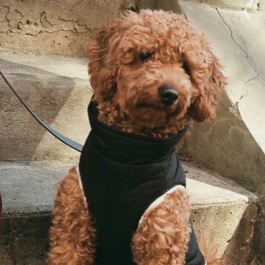 Mutt Turtleneck Sweater