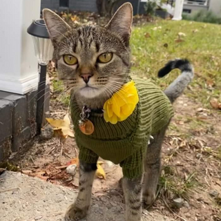 Cat Turtleneck Sweater