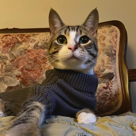 Cat Turtleneck Sweater