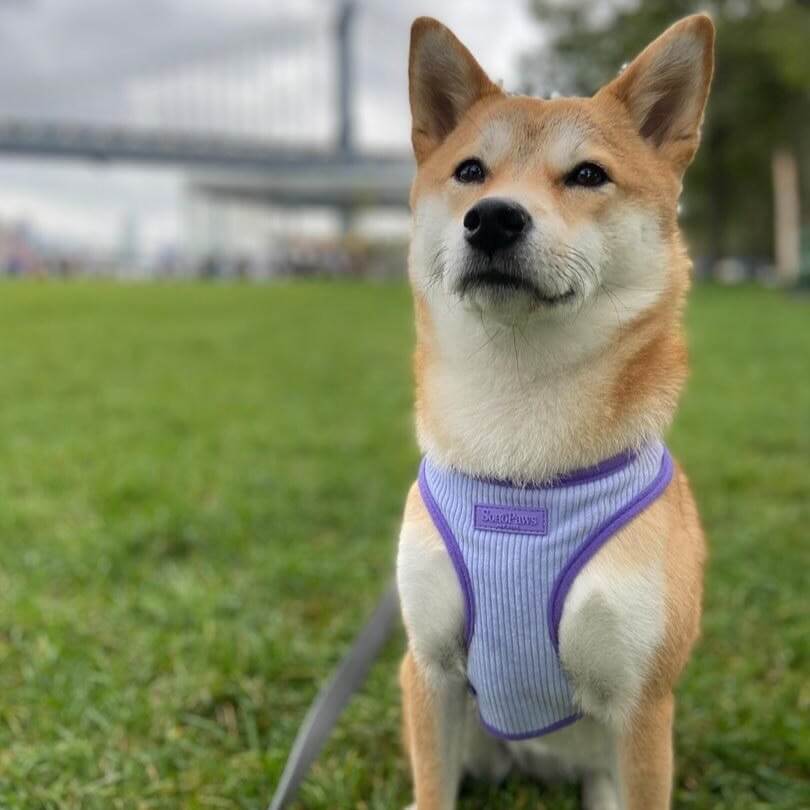 Premium Harness