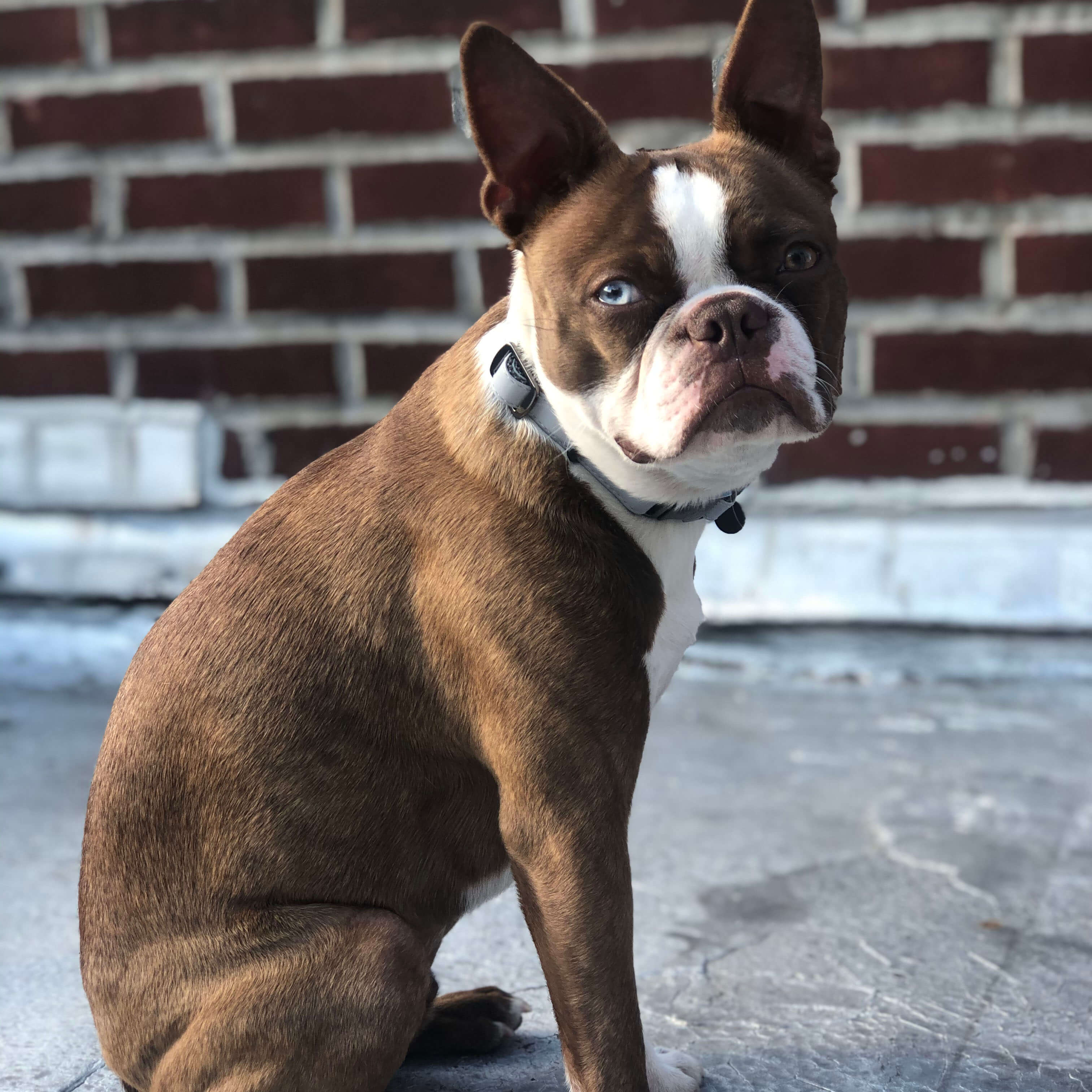 Kenmare Leather Collar