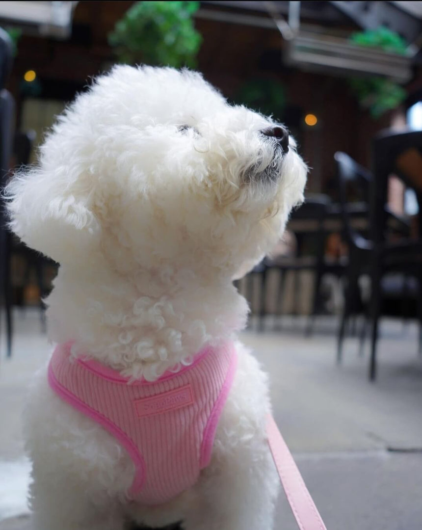 Premium Harness