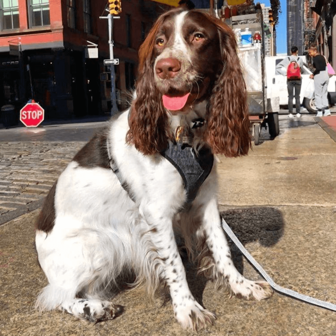 Bowery Harness