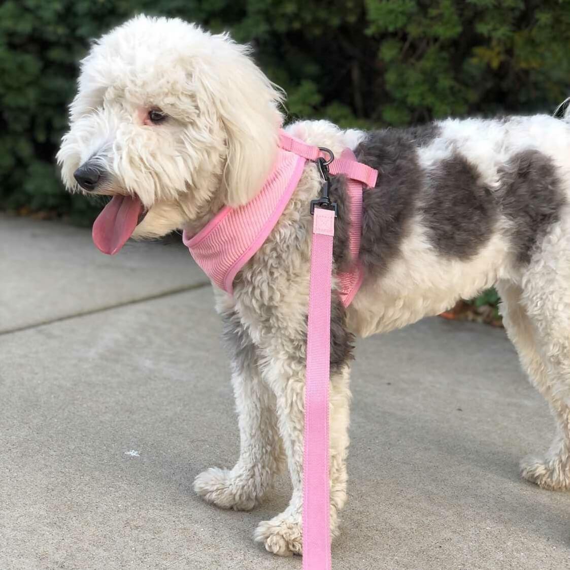 Harness Leash Easy Walk Duo